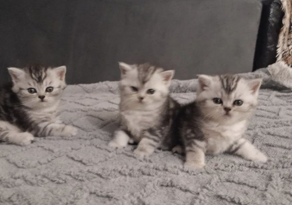 Чисто кровные котята
