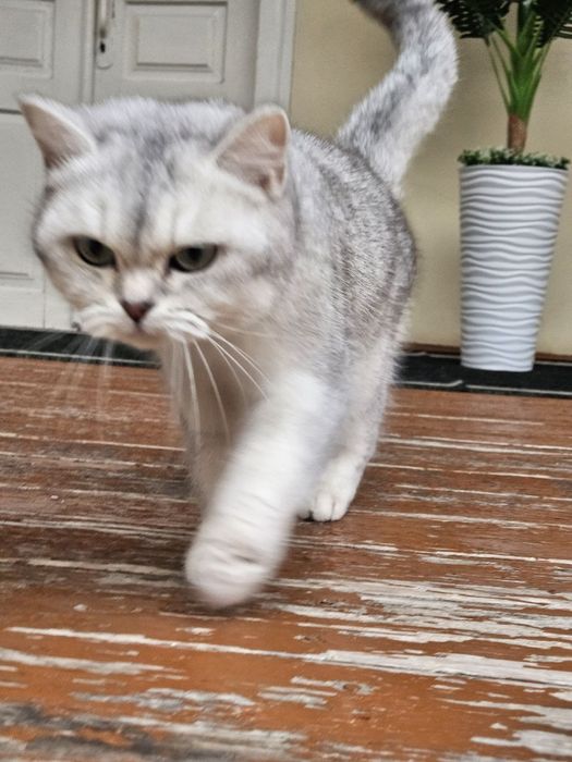 Britanskiy Shinshila qiz mushuk sotiladi