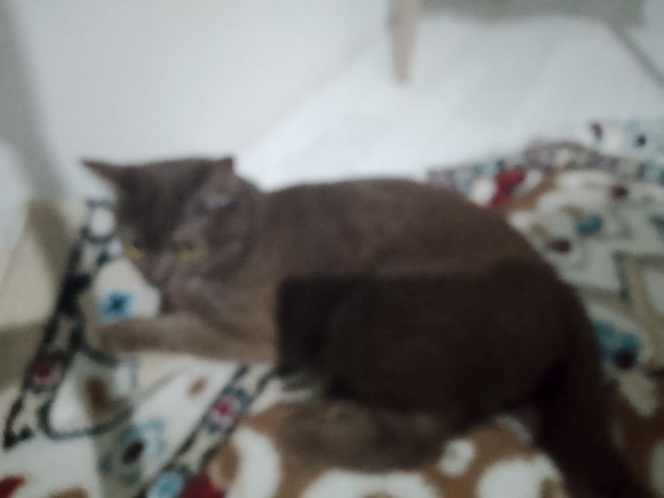 Кот бесплатно домашний