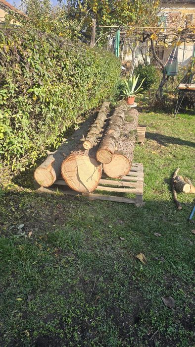 Иглолистни трупи