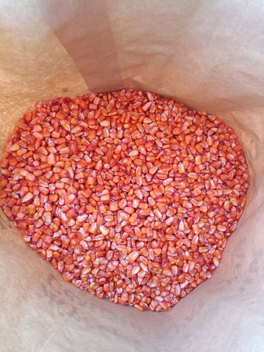 Семена кукурузы, посадочный материал