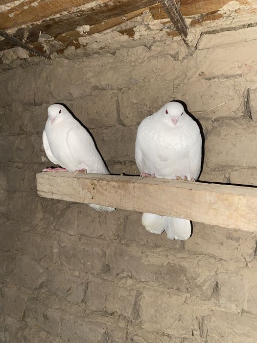 Голуби бакинцы продам
