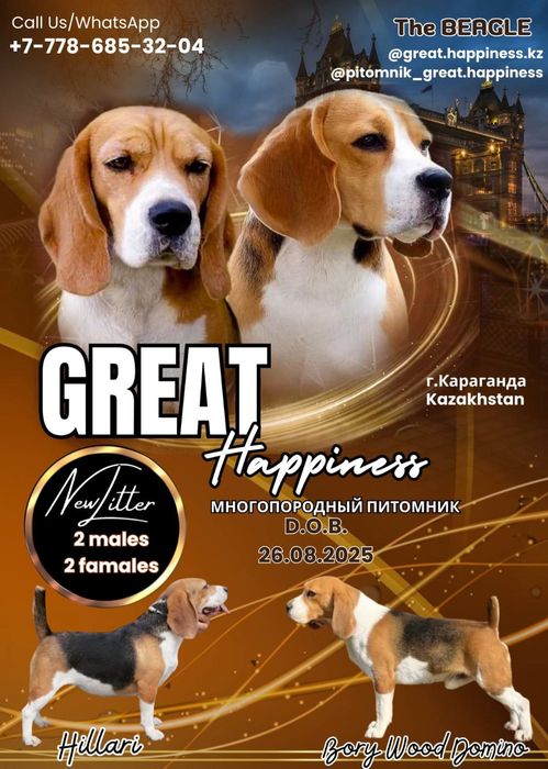 Готовы к брони триколорные щенки  Бигль