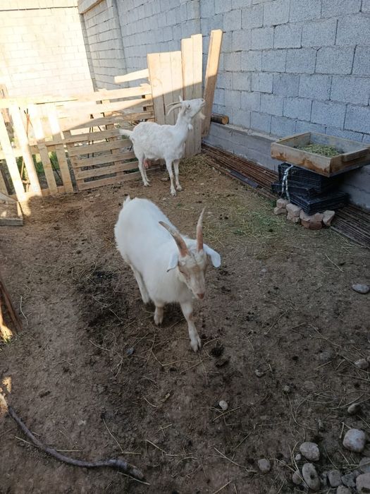 Орыс ешкі еркек лағымен