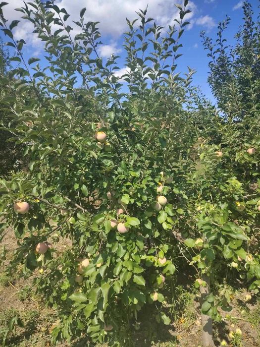 Продавам къща с дворно място в с. Царевци
