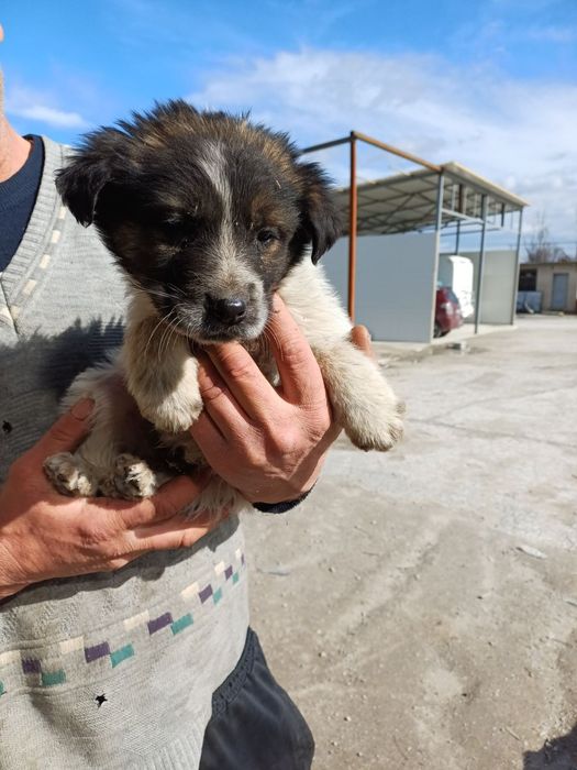 Подаряват се . кученца.