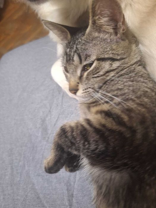 Karamel si Ruby isi cauta casuta