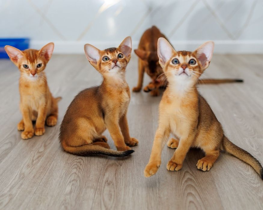 Абиссинский солнечный котенок