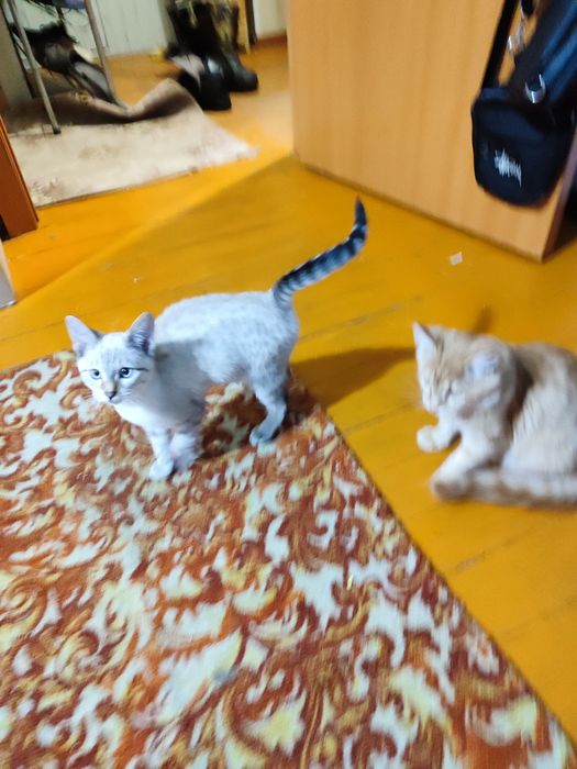 Отдам котят в добрые руки