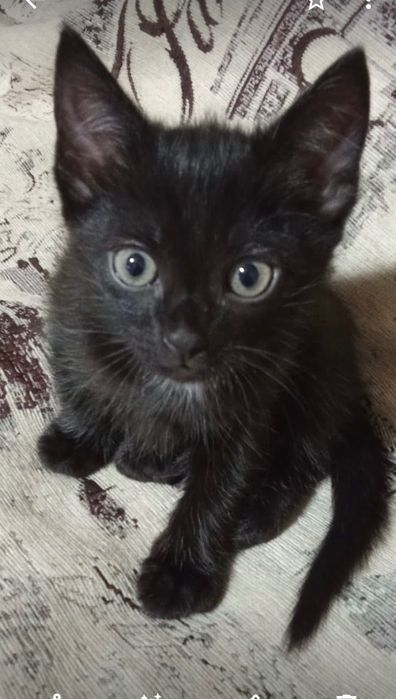 Отдам котенка в добрые руки
