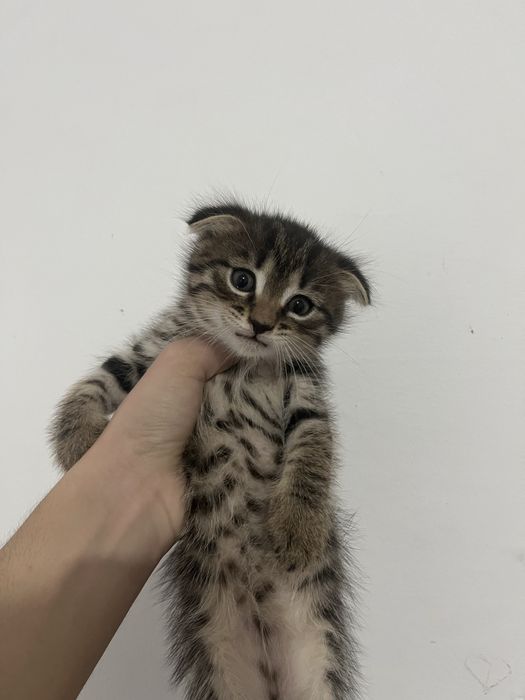 вислоухий кот