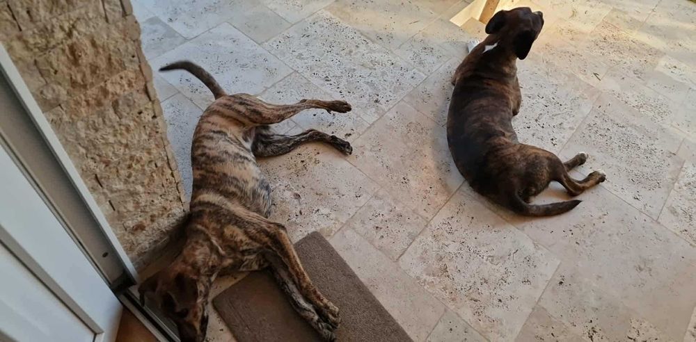 Câine găsit – caută o nouă familie!