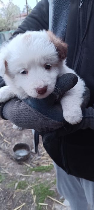 Отдам щенков девочек