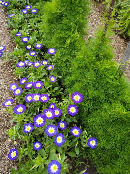 Продается дача 16,73 соток