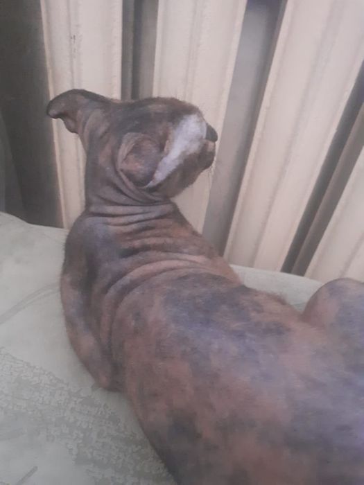 Кошечка свинкс для вязки