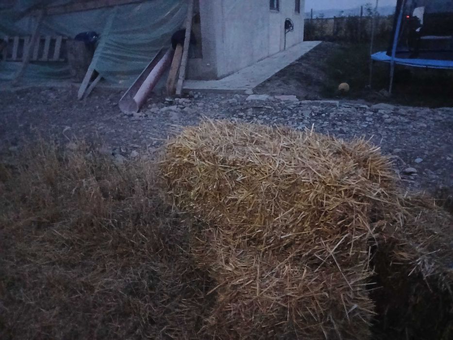 Vând baloți de orzoaică