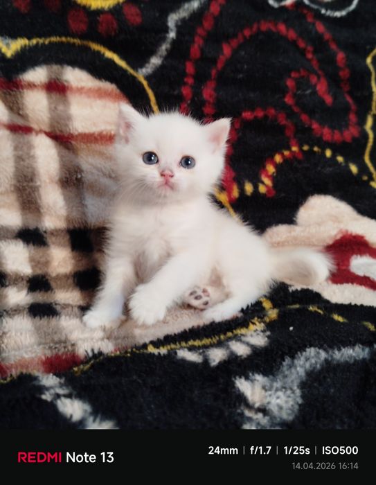 Продаётся чистокровная шиншилла