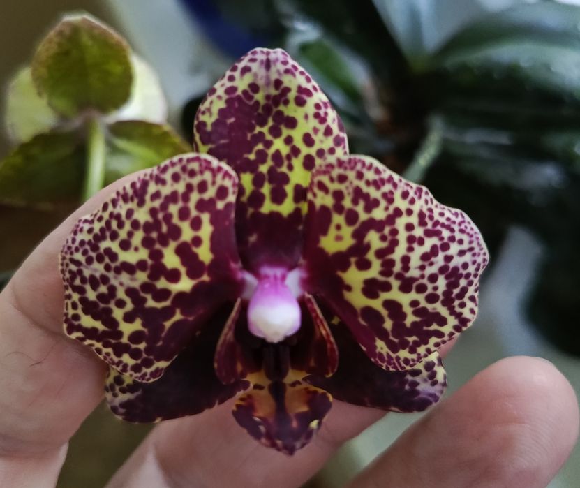 Продам орхидею. Очень много сортов.