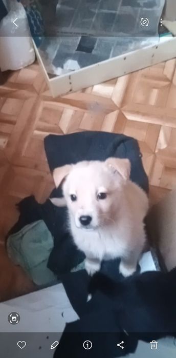 Подарю маленькую собачку.