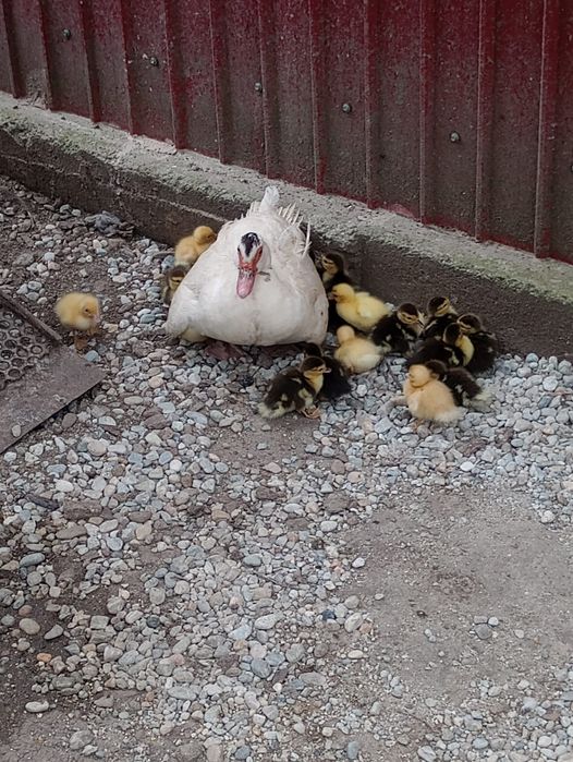 Rate si boboci de vanzare