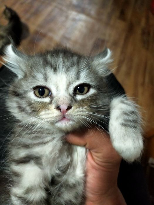 Шотландские котята