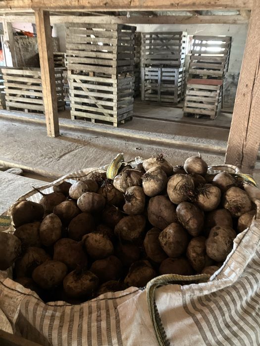 Sfecla Rosie si Ridichi Negre