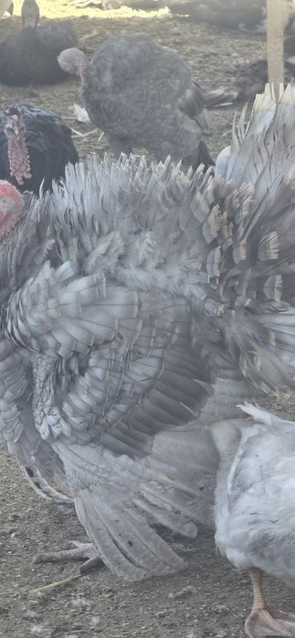 Молодой самец на племя