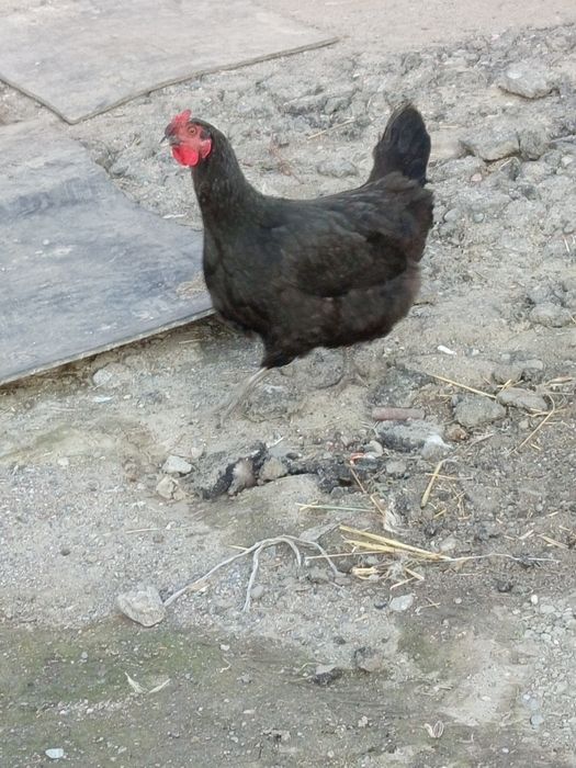 Продаются гусята