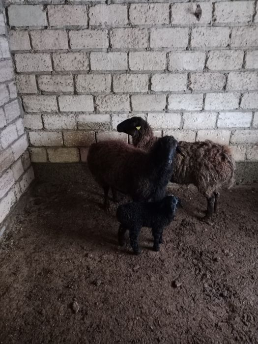 Қысыр қоймен қозылы қой сатылады