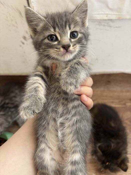 котики домашние 2 девочки 1 мальчик