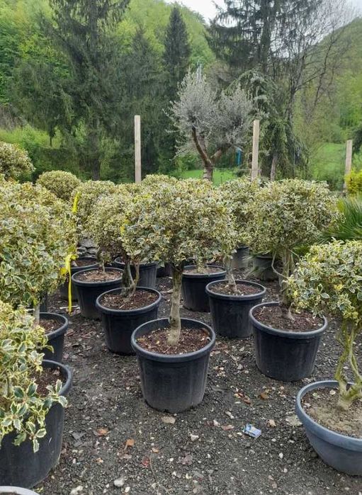 Plante Decorative de Grădină – Montaj Inclus la Orice Comandă