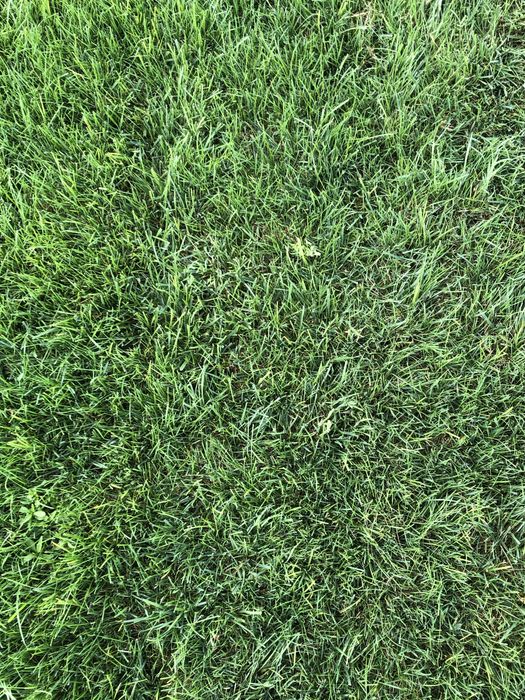 Посев газона с выездом / постелим готовый газон лучшего качества