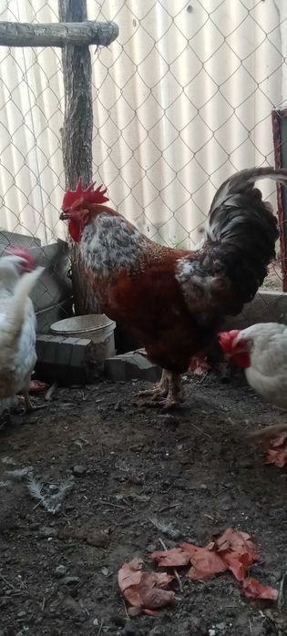 Петух Кораз на продажу