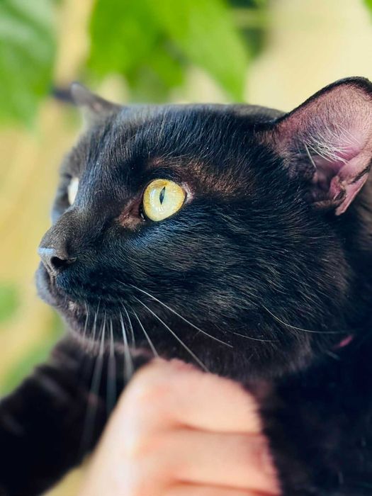 Мъжко котарак търси дом