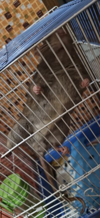 Продам домашних ручных крыс ,