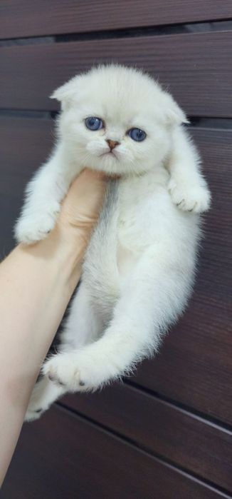 Девочка и мальчик скоттиш фолд серебристая шиншилла