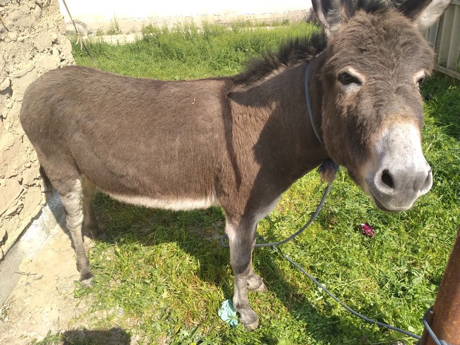 Telefoningiz uchun yuqori sifatli porno video