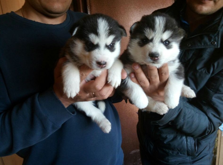 продам щенков Сибирской хаски