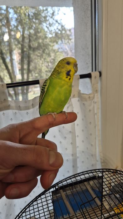 Perusi pereche cu colivie