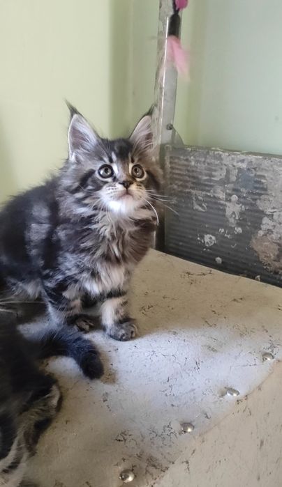 Котята мейн кун продажа.