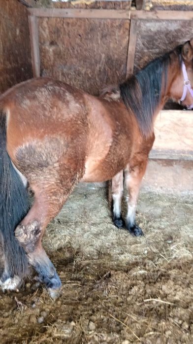 Vând mânză 1an și 4 luni ,ham și caruta