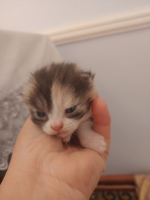 Шотландские виславушки  ещё 10 дней готовятся к продаже