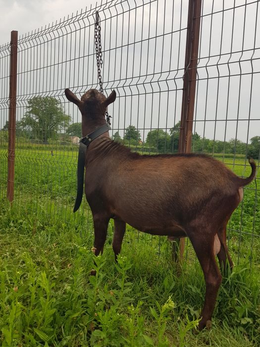 Murciano Granadina mascul de 2 ani, genetică de Excepție!