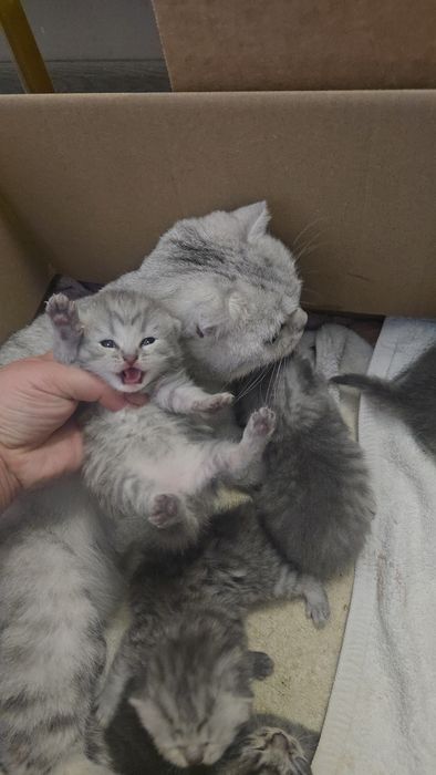 Серебристый табби шиншилла девичка и мальчик