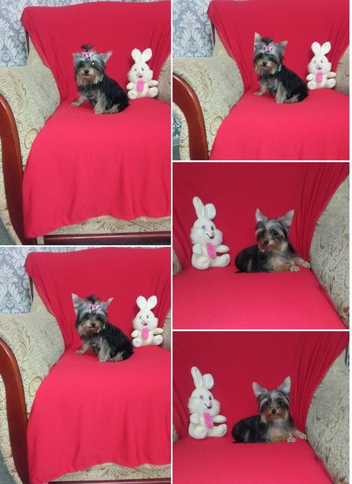 Йоркширский терьер миники