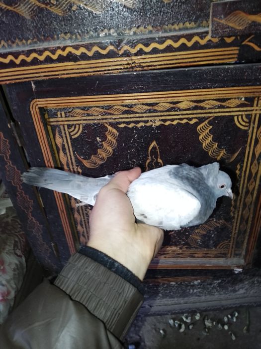 Kaptar sotladi chujoy 400min