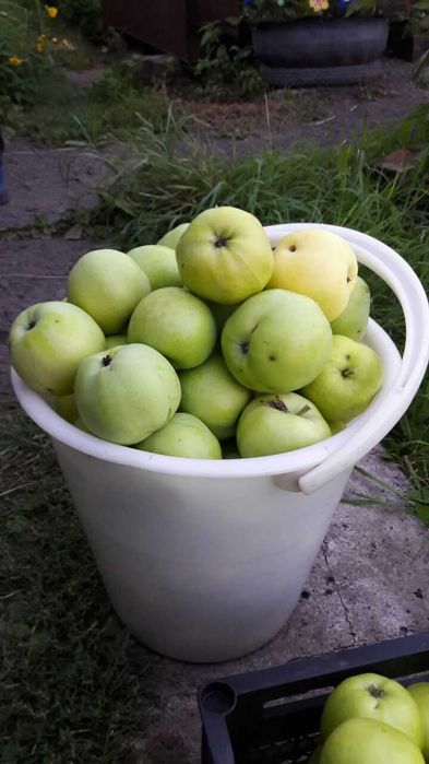 Продам яблони_Местные. Яблоки крупные.
