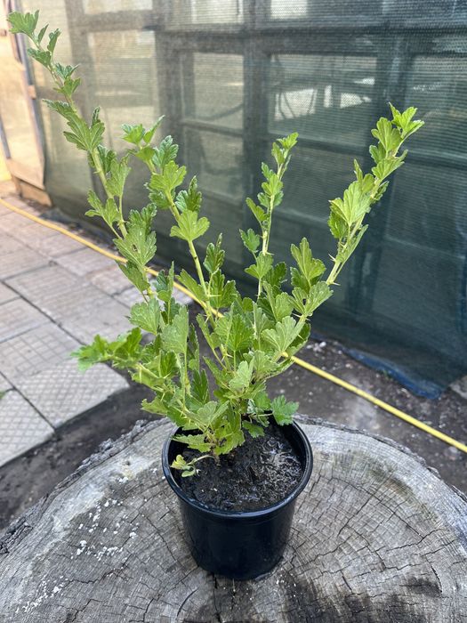 Цариградско грозде