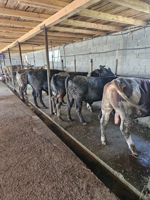 Vand vitei greutate 350kg