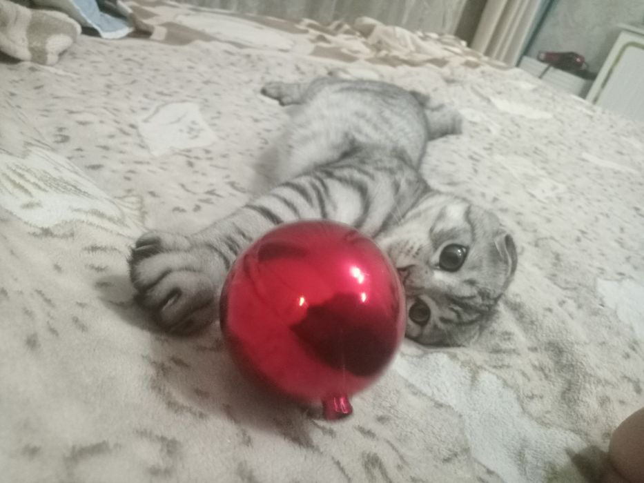 Продам кота вислоухого